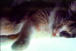 Calico, MeYou the magical cat, AFCV02P02_04