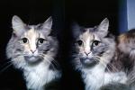 Calico, MeYou the magical cat, AFCV02P03_04