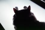 Calico, MeYou the magical cat, AFCV02P03_07