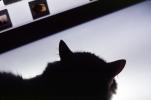 Calico, MeYou the magical cat, AFCV02P03_08