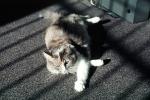 Calico, MeYou the magical cat, AFCV02P03_10