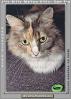 Calico, MeYou the magical cat, This was my cat for 17 years, AFCV02P05_13