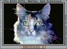 Calico, MeYou the magical cat, This was my cat for 17 years, AFCV02P05_18