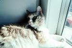 Calico, MeYou the magical cat, AFCV02P06_10