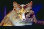 Calico, MeYou the magical cat, This was my cat for 17 years, AFCV02P08_18