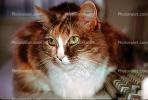 Calico, MeYou the magical cat, This was my cat for 17 years, AFCV02P10_18.1711