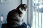 Calico, MeYou the magical cat, AFCV02P11_02