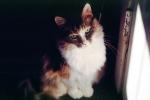Calico, MeYou the magical cat, AFCV02P11_05