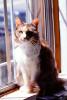 Calico, MeYou the magical cat, AFCV03P02_05