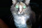 Calico, MeYou the magical cat, AFCV03P03_08