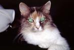 Calico, MeYou the magical cat, AFCV03P06_19
