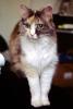 Calico, MeYou the magical cat, AFCV03P07_04