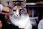 Calico, MeYou the magical cat, AFCV03P07_05