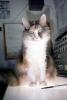 Calico, MeYou the magical cat, AFCV03P07_07