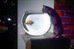 Kitten and a Goldfish Bowl, water, cute, funny, AFCV03P07_16
