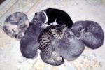 Gray Cats, AFCV03P08_01