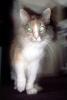Calico, MeYou the magical cat, AFCV03P08_03