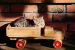 Cat Sleeping on a Toy Dump Truck, AFCV03P08_05