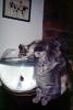 Kittens and a Goldfish Bowl, water, cute, funny, AFCV03P08_06
