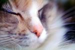 Calico, MeYou the magical cat, AFCV03P10_04