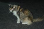 Calico, MeYou the magical cat, This was my cat for 17 years, AFCV03P10_16