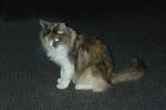 Calico, MeYou the magical cat, This was my cat for 17 years