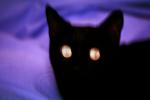 Black Cat, Yellow Eyes, AFCV03P11_17B