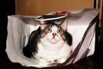 Cat in a Bag, funny, humorous, humor