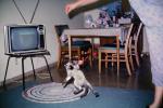 cat jumps, television