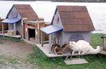 The Biggest Littlest Cat House in Gold Beach, The North Jetty Cats Sanctuary, Gold Beach, Oregon, Rogue River
