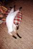 Stretchy Cat, Siamese, 1950s, AFCV03P14_19
