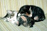 Sleeping Kittens, 1950s, AFCV03P15_05