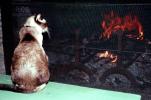 Cat, Fireplace, Warm