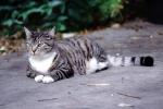 Gray Striped Cat