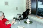 Toaster, Plates, Window, Black Cat, table, grandma, woman, little panther, 1960s