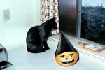 Pumpkin with a dunce cap, table, Wall Socket, Black Cat, tiny black panther