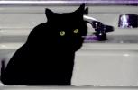 Black Cat in a sink, panther eyes, AFCV04P01_04