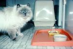 Siamese Birthday Cake, bewildered look, face, cat box, food, eating, eats, candles, tray