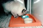 Birthday for a Siamese Cat, food, eating, tray