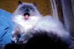 Siamese Cat Face, wide open mouth, yawn, AFCV04P01_13