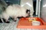 Birthday for a Siamese Cat, food, eating, eats, candles, tray