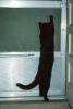 Black Cat standing
