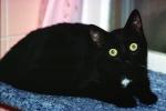 Black Cat looking askance
