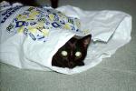 Black Cat in a bag, cute, funny