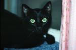 Black Cat eyes staring at you