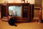 Cat Watching Television, funny, humorous