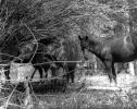 Horses on the Snake River Ranch, AHS66V01P08_11