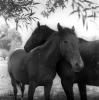 Horses on the Snake River Ranch, AHS66V01P08_12