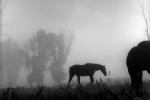 early morning fog, mist, Horse on the Snake River Ranch