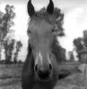 Horse on the Snake River Ranch, AHS66V01P10_01